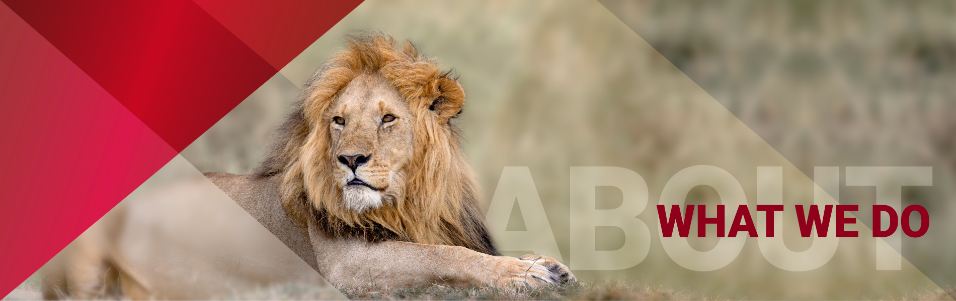 Reamerica Risk Advisors - WHAT WE DO